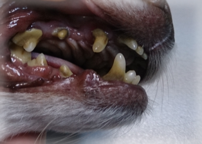 Снятие зубного камня у собак ультразвуком. Цена